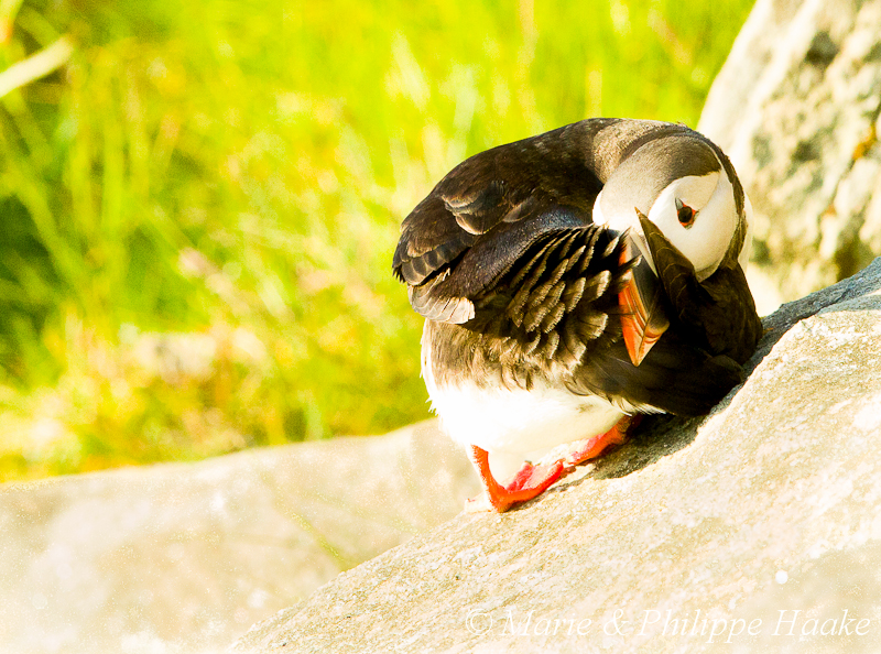 Macareux 3449.jpg - Macareux moine, Fratercula arctica, Atlantic Puffin (Norvège, juin 2012)